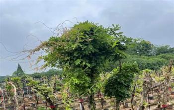 粉紅色的(de)紫藤大(dà)苗怎麽賣？