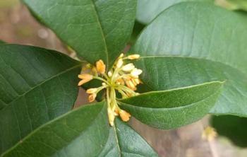 月月桂花樹月月開花嗎？