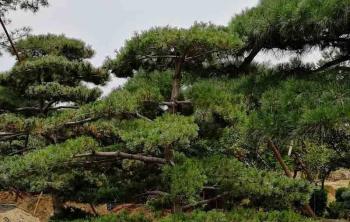 院子(zǐ)裏假山後面栽竹子(zǐ)好還是(shì)栽迎客松好？
