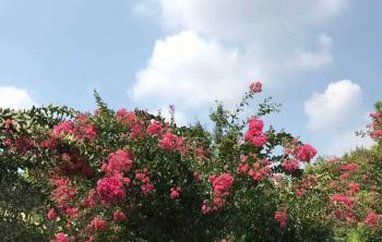 紫薇樹苗多少錢一(yī / yì ／yí)棵？