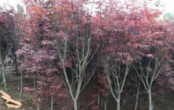 地(dì / de)栽日本紅楓樹根的(de)穿透力強嗎？