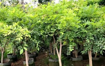 紫藤樓頂種要(yào / yāo)多大(dà)種植池？