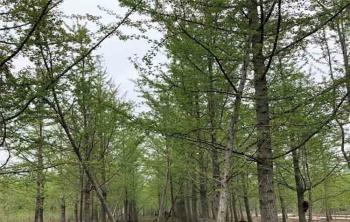 湖南綠化帶的(de)銀杏樹與北方銀杏樹有什麽區别