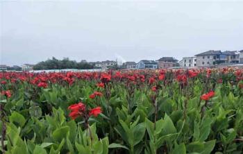 家裏庭院種美人(rén)蕉好嗎？