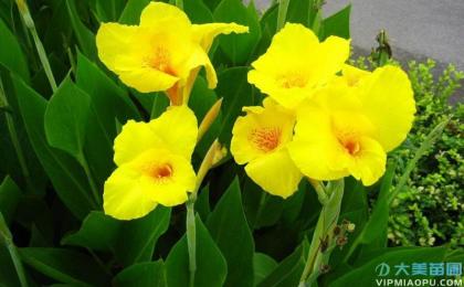 黃花美人(rén)蕉