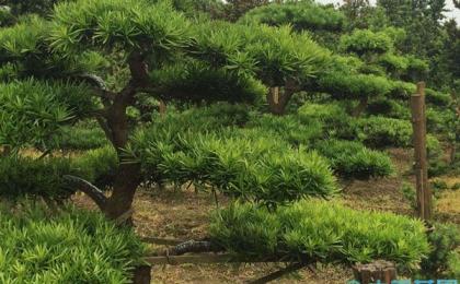 花木産業鋪就(jiù)鄉村振興路