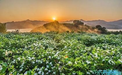 栀子(zǐ)花的(de)病蟲害防治