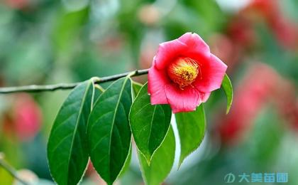 茶花病蟲害的(de)防治