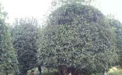 湖南苗木出(chū)苗實拍