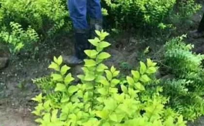 湖南茶花小苗桂花樹以(yǐ)及其他(tā)苗木出(chū)苗實拍