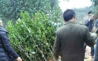 客戶需要(yào / yāo)的(de)小批苗木實拍