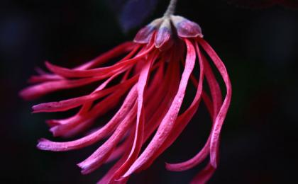 又一(yī / yì ／yí)個(gè)十年，湖南紅花繼木發展現狀以(yǐ)及思考