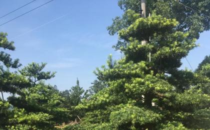 大(dà)型羅漢松造型圖片與價格