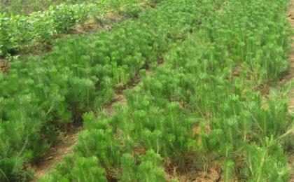 油松的(de)種植技術