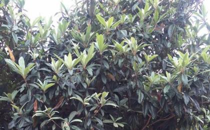 湖南能夠栽植果樹大(dà)全