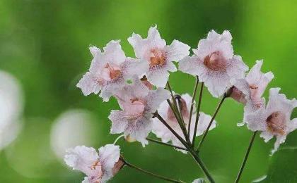 楸樹如何播種育苗