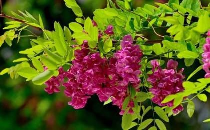 如何提高反季節移栽香花槐的(de)成活率