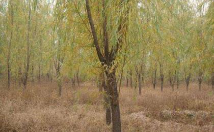 垂柳鹽堿幹旱地(dì / de)栽植技術