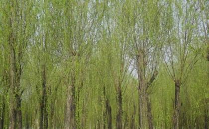 垂柳應該要(yào / yāo)怎麽進行修剪 需要(yào / yāo)注意哪裏事項
