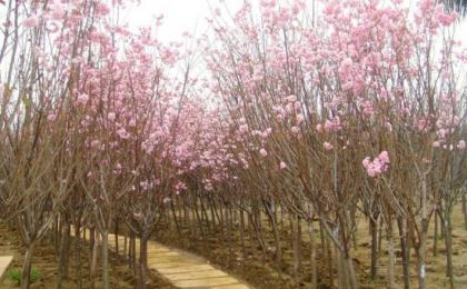 長沙地(dì / de)徑8公分櫻花樹價格多少錢