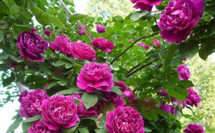 30公分高大(dà)花薔薇市場大(dà)概是(shì)什麽價格