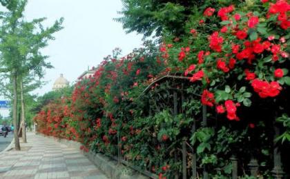 哪裏有紅薔薇苗圃