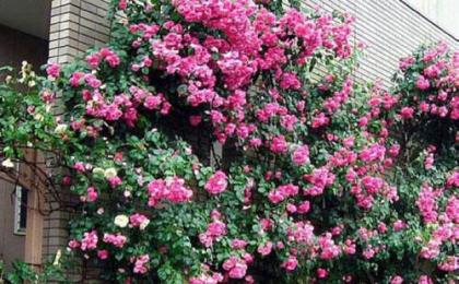 多花薔薇藤長1m什麽價格