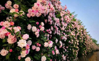 河南地(dì / de)區可以(yǐ)種植薔薇嗎