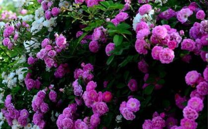 薔薇小苗求購找哪家苗圃哪裏有呀