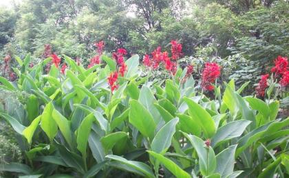 紅花美人(rén)蕉什麽價格