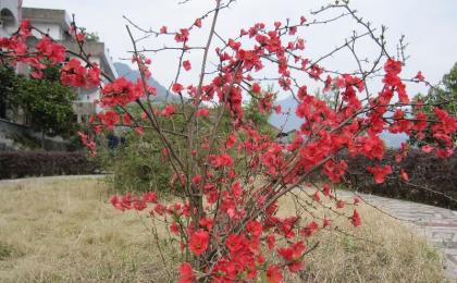 山西日本海棠基地(dì / de)前景行情怎麽樣
