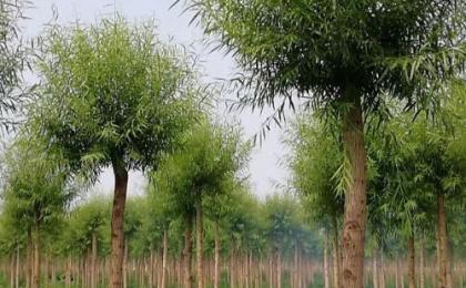 哪裏有饅頭柳小苗種植基地(dì / de)