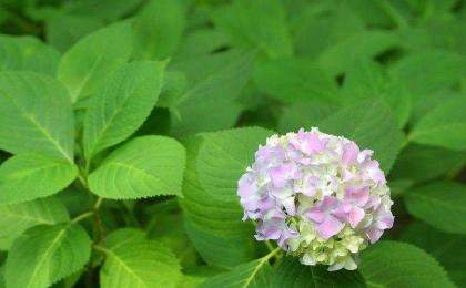 繡球花一(yī / yì ／yí)年能開幾次花