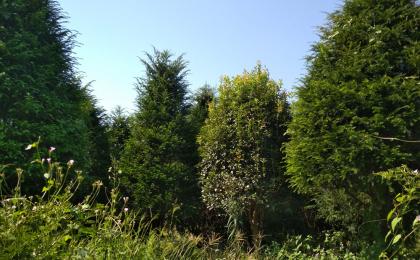 大(dà)美苗圃所有苗木品種概覽