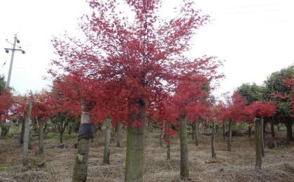 8公分紅楓價格多少錢一(yī / yì ／yí)棵