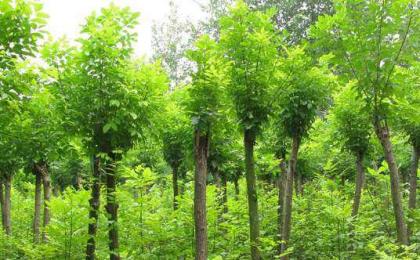 國(guó)槐種植育苗——技術指南（上(shàng)）