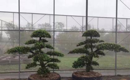 造型羅漢松價格怎麽樣
