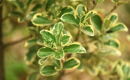 栽植金邊黃楊提升成活率的(de)方法