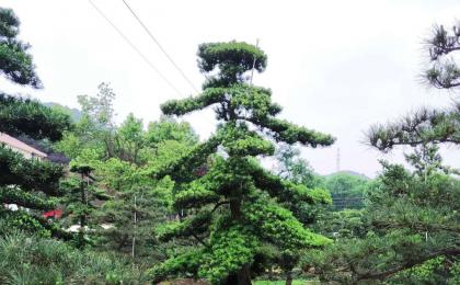 造型羅漢松晚上(shàng)發貨（視頻）