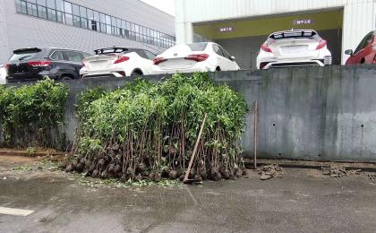 永通集團用法國(guó)冬青做綠籬