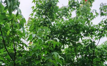 湖南有種植雞爪槭的(de)基地(dì / de)嗎