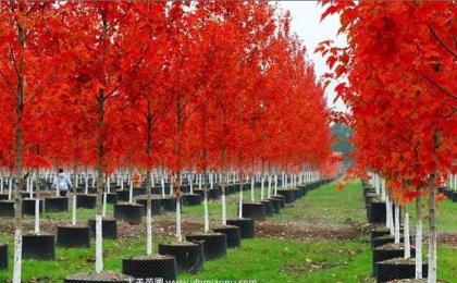 美國(guó)紅楓