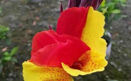 花大(dà)豔麗的(de)美人(rén)蕉品種
