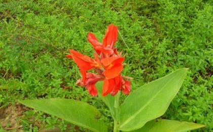 大(dà)花美人(rén)蕉