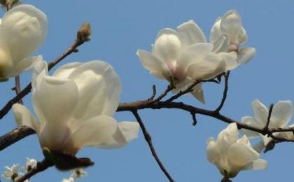 工地(dì / de)上(shàng)常用的(de)白玉蘭樹價格是(shì)多少錢一(yī / yì ／yí)棵