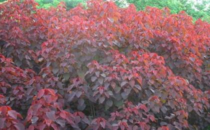 紅烏桕