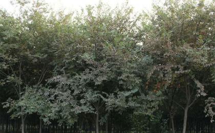 大(dà)葉榉樹