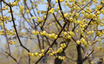 5公分臘梅花樹價格哪裏便宜
