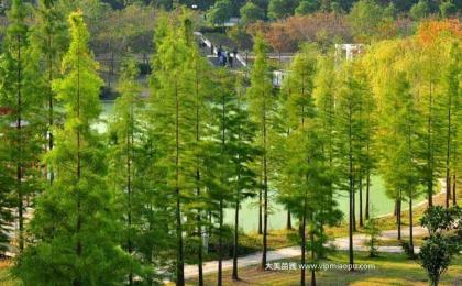 長沙市内有水杉苗購買?