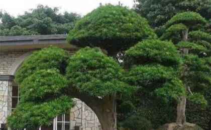 造型羅漢松哪裏便宜